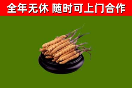 牡丹江市回收冬虫夏草